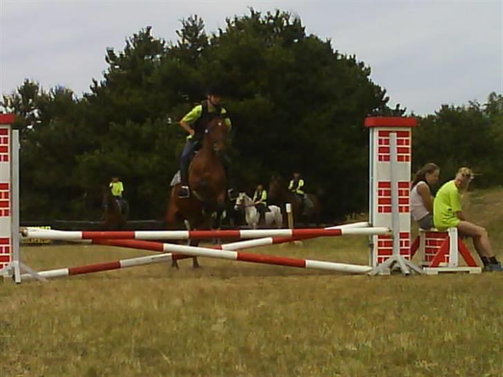 Anden særlig race | Bruno <3 -SOLGT- ); billede 2