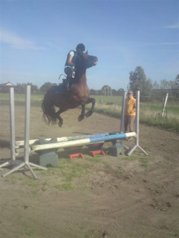 Anden særlig race | Bruno <3 -SOLGT- ); - Når Bruno sætte af på ALLE fire ben, på en gang! <3 billede 3