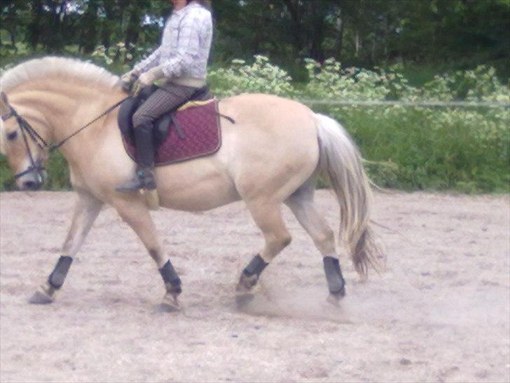 Fjordhest Ras granlygaard (Sofus) RIP <3 - 6) billede 6