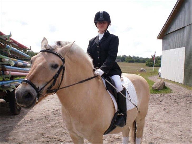 Fjordhest Ras granlygaard (Sofus) RIP <3 - 7) billede 7