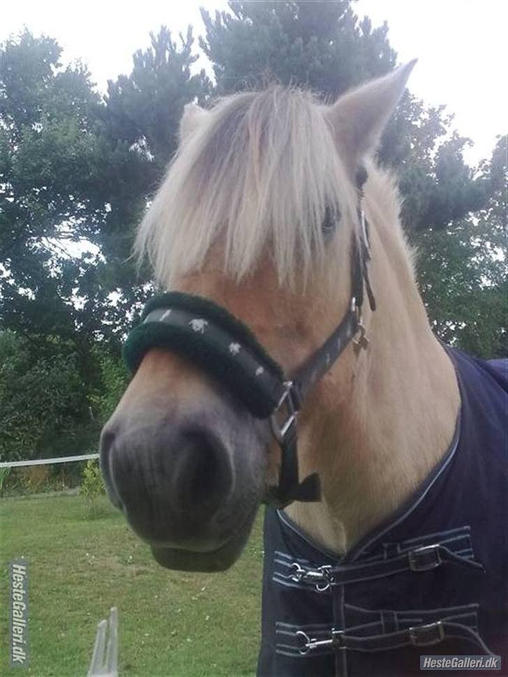 Fjordhest Ras granlygaard (Sofus) RIP <3 - 11) mig og sofus  billede 11