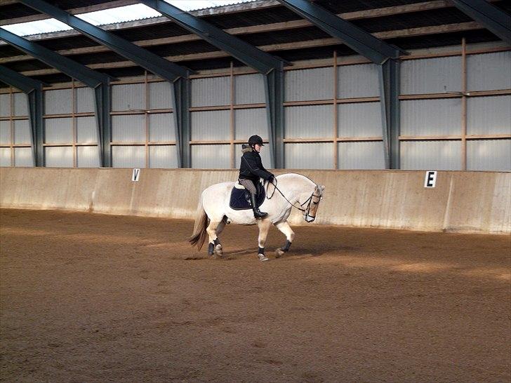 Fjordhest Ras granlygaard (Sofus) RIP <3 - 14) billede 14