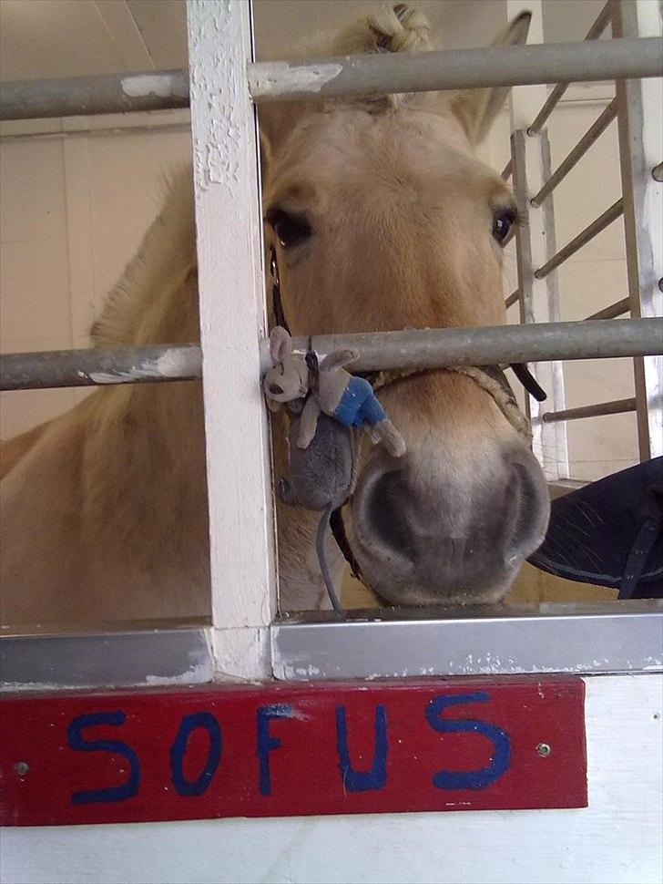 Fjordhest Ras granlygaard (Sofus) RIP <3 - 15) billede 15