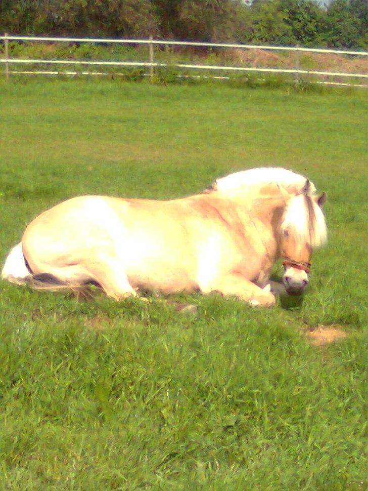 Fjordhest Ras granlygaard (Sofus) RIP <3 - 17) billede 16