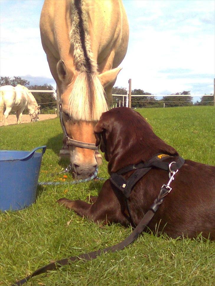 Fjordhest Ras granlygaard (Sofus) RIP <3 - 19) billede 18