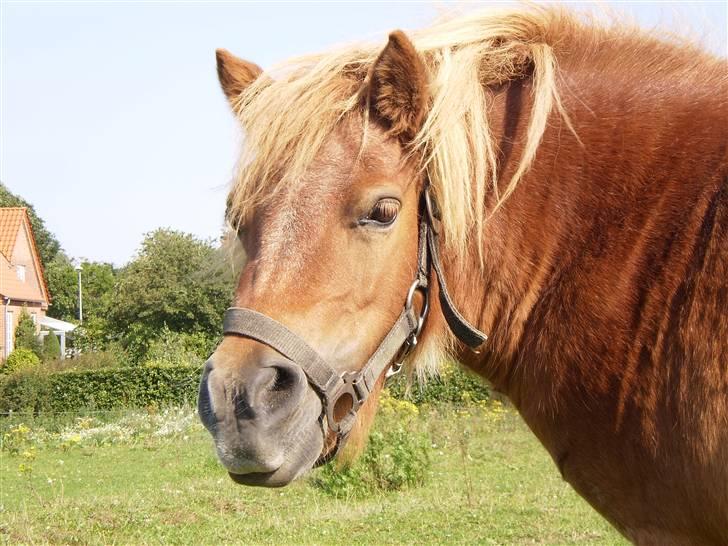Shetlænder Ma cheval - solgt - Velkommen til charmetroldens profil :) billede 1