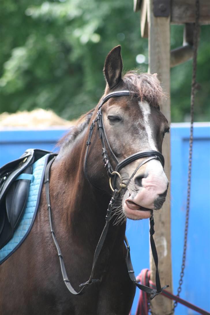 Anden særlig race Solly - Foto: Louise Jensen - Nuarn! billede 3