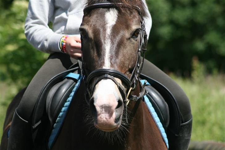 Anden særlig race Solly - Foto: Louise Jensen - Bliver redet af veninden Emilie (: billede 4
