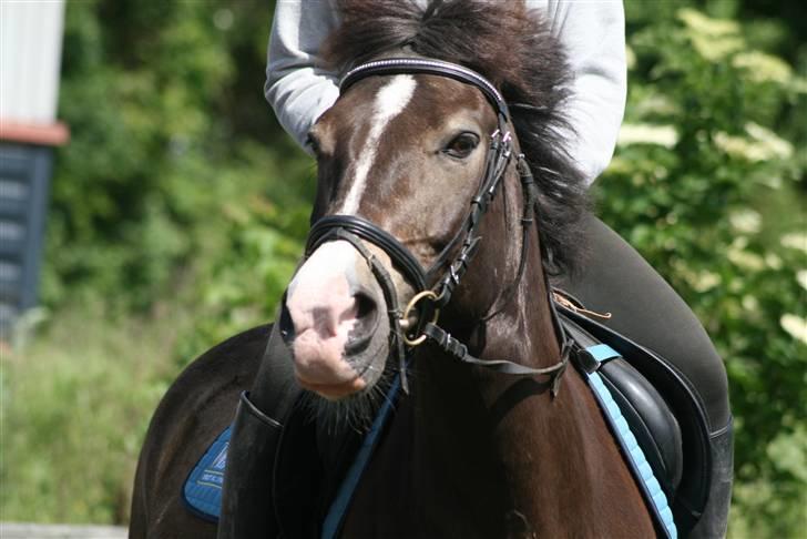 Anden særlig race Solly - Foto: Louise Jensen - Igen bliver redet af Emilie (: billede 5