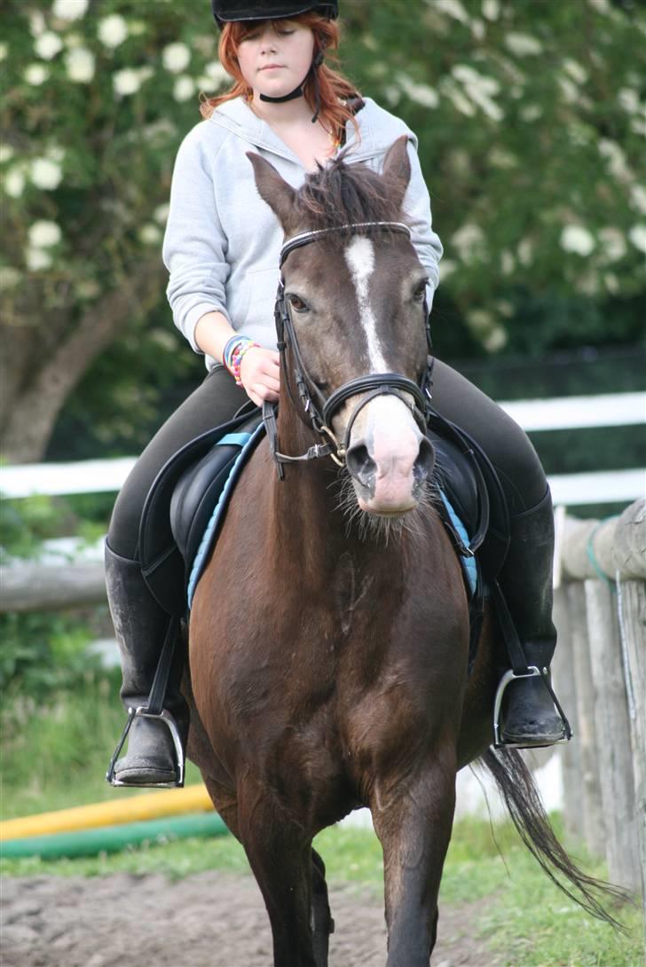 Anden særlig race Solly - Foto: Louise Jensen - Og reder af Emilie :B  billede 6