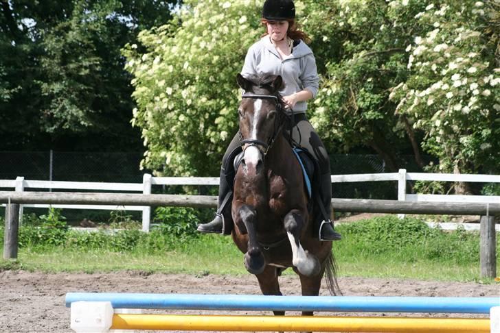 Anden særlig race Solly - Foto: Louise Jensen - Sprunget af Emilie : D  billede 7