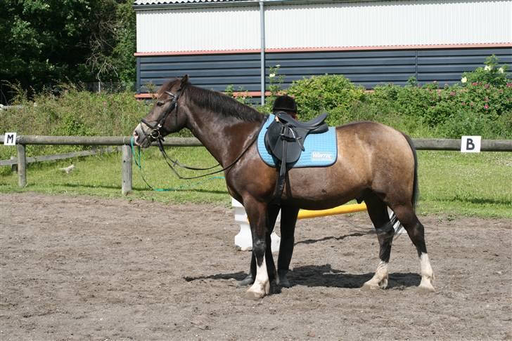 Anden særlig race Solly - Foto: Louise Jensen - Helheds billede :B  billede 8