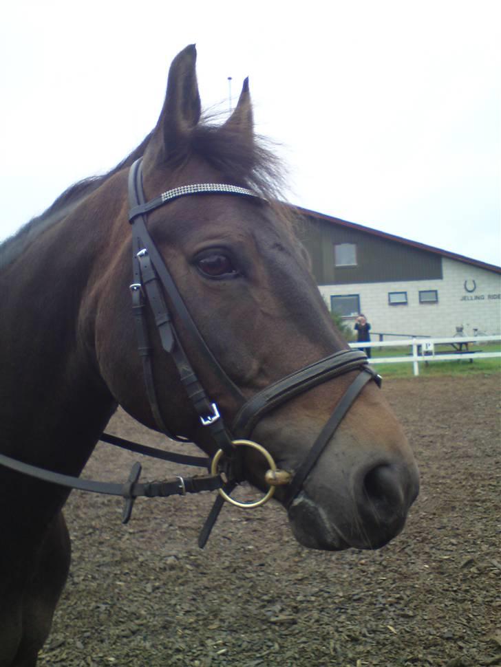 New Forest Bøgeagers Ponto - Smukke ;o) [Foto: NKR-Fotos] billede 15