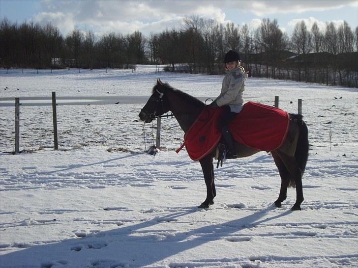 New Forest Bøgeagers Ponto - Engang i vinteren 09/10, på HRK.  billede 16