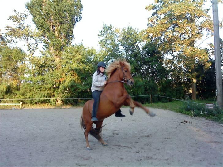 Islænder Atli Fra Kirstinelund billede 9