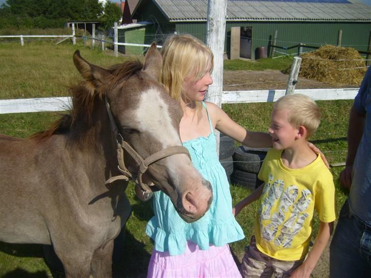 Anden særlig race Skovly´s Tooline billede 16