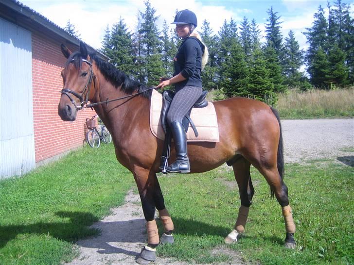 Dansk Varmblod Chico - solgt! billede 1