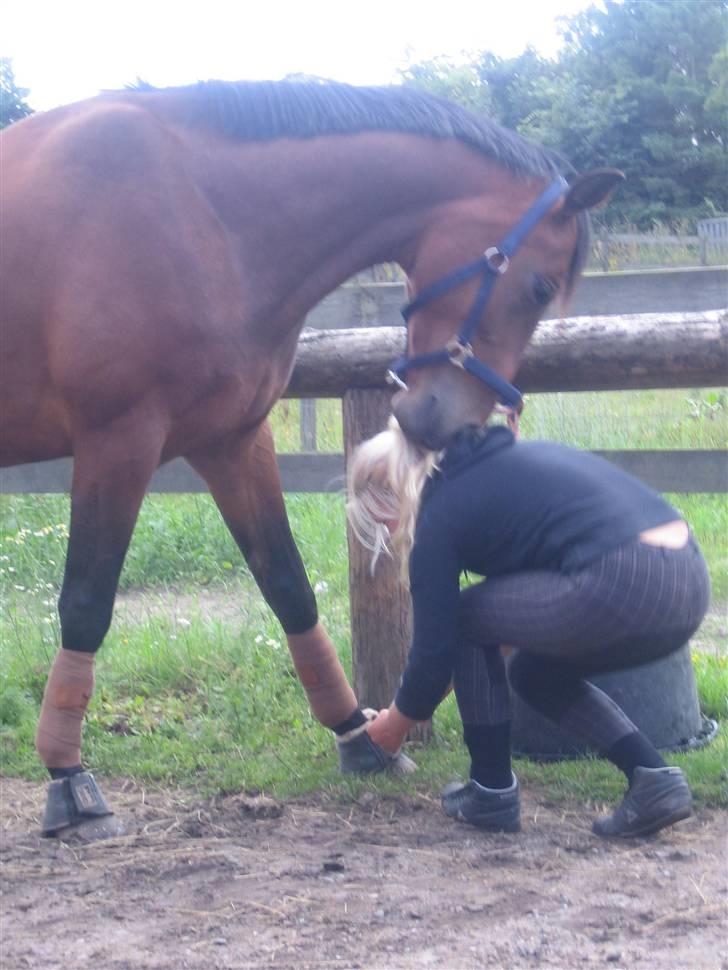 Dansk Varmblod Chico - solgt! billede 2