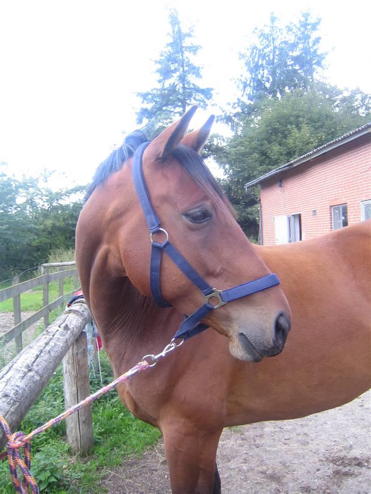 Dansk Varmblod Chico - solgt! billede 3