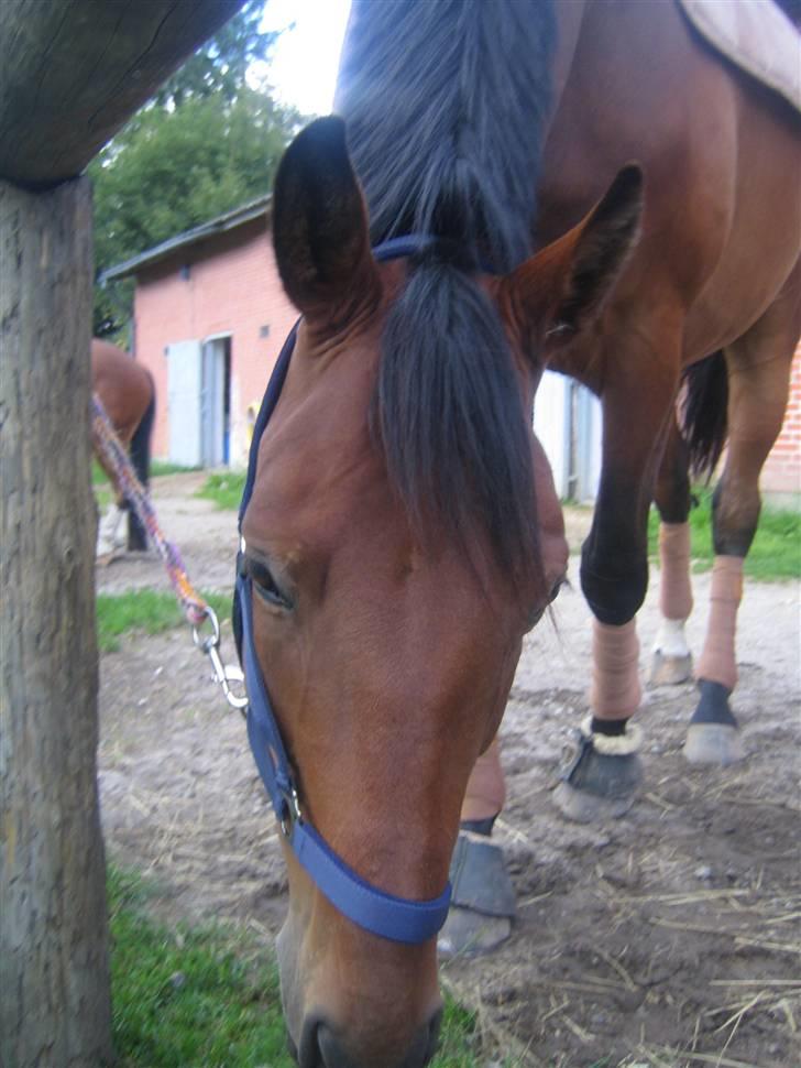 Dansk Varmblod Chico - solgt! billede 4