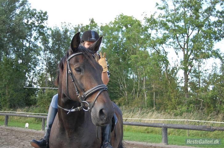 Oldenborg Aude - Puha.. han er sååå smuk .. lige der.. ;D billede 18