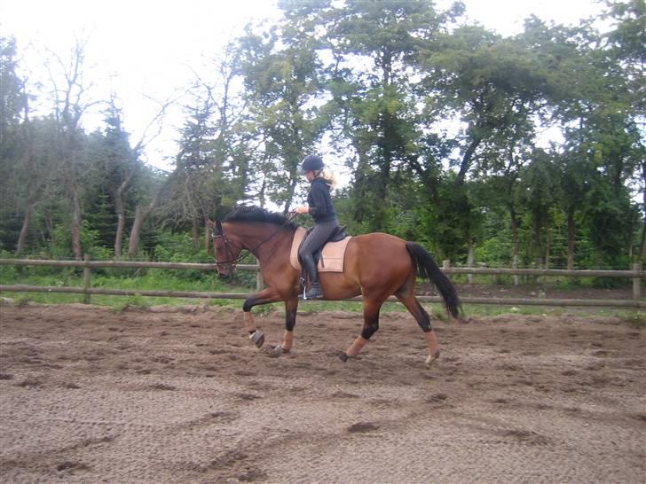 Dansk Varmblod Chico - solgt! billede 5