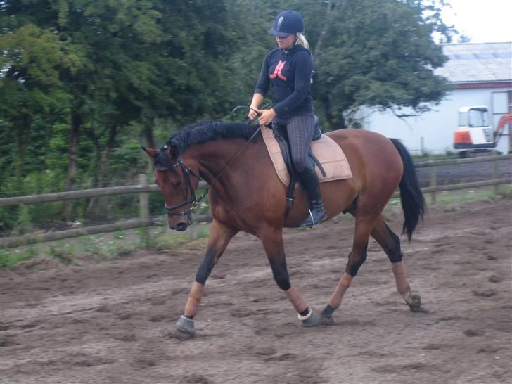 Dansk Varmblod Chico - solgt! billede 6