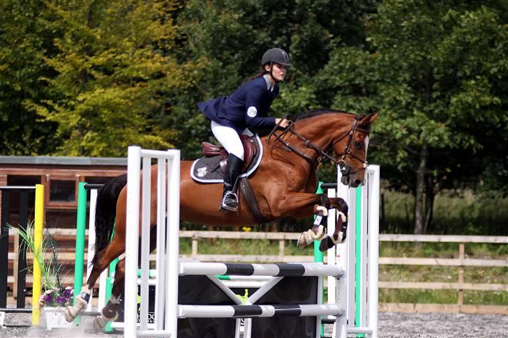 Hollandsk Varmblod Cindy (solgt) billede 20