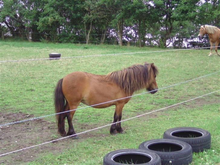 Miniature Mitzi<33  | | Solgt | | - Lækre mavemuskler(: billede 18