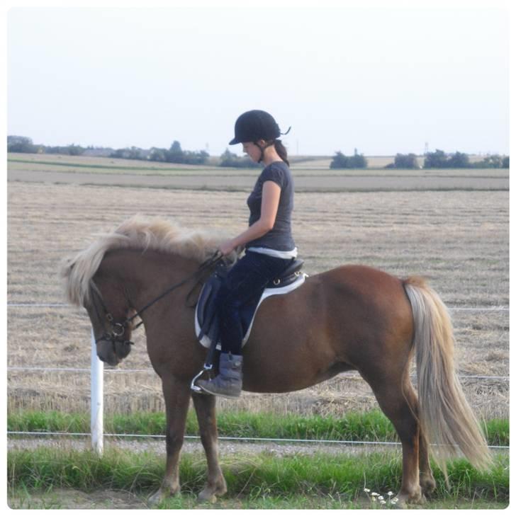 Islænder Frenja fra Ellidshøj  - Frenjas første ridetur efter hendes 5 måneders barsel billede 14