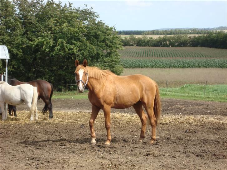 Anden særlig race Comet - († 27.1.11) - Hej - jeg hedder Comet :0) billede 1