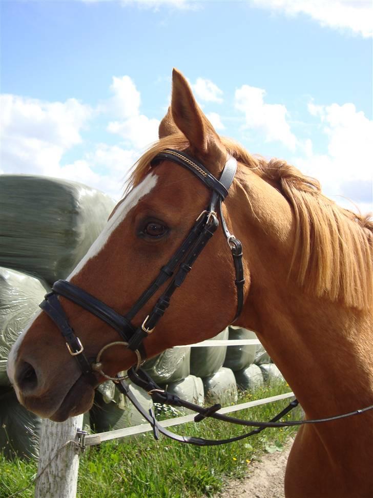 Anden særlig race Comet - († 27.1.11) - Hans smukkke, udtryksfulde hoved billede 2