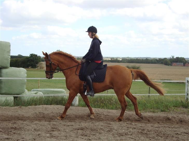 Anden særlig race Comet - († 27.1.11) - Med Rikke på ryggen  billede 3
