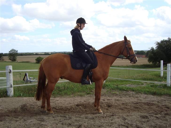 Anden særlig race Comet - († 27.1.11) - Parade billede 4