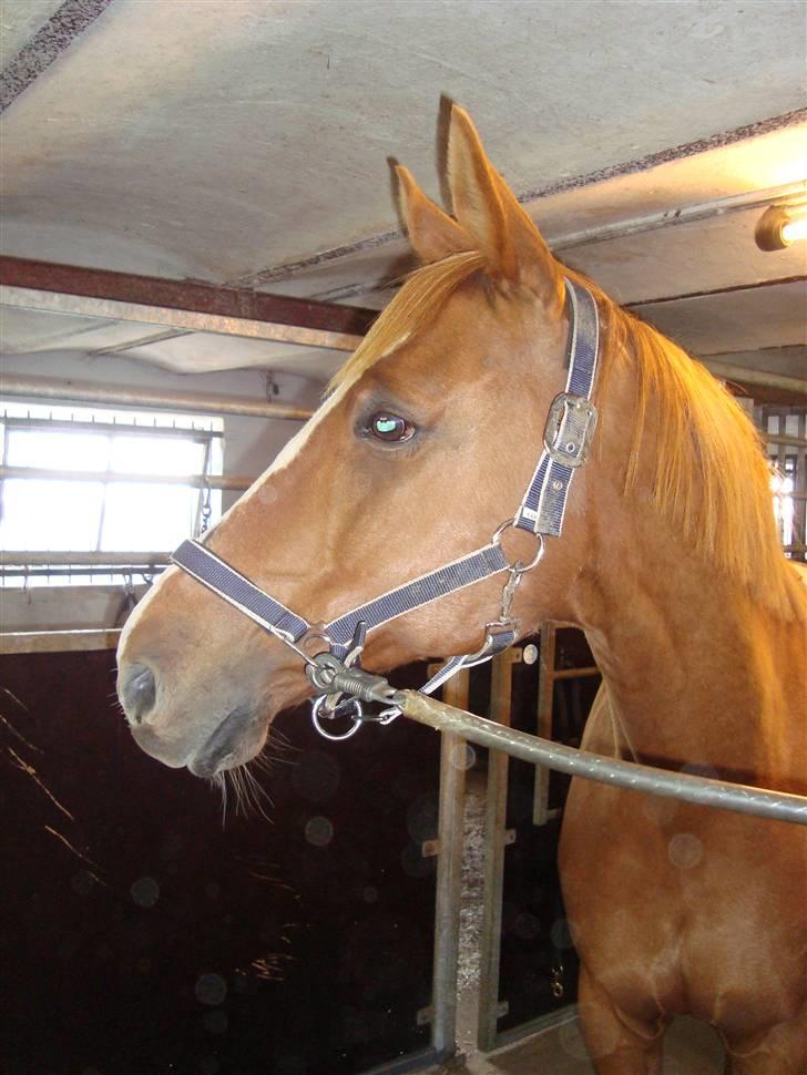 Anden særlig race Comet - († 27.1.11) - I stalden - der er vist damer i farvandet :0) billede 5