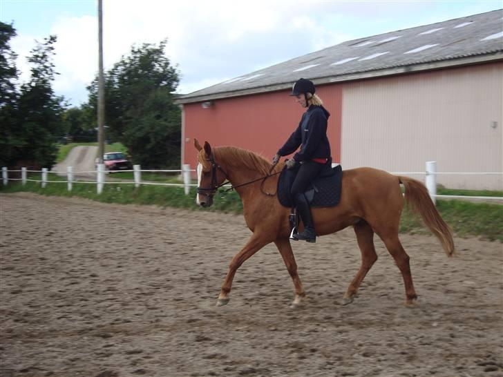 Anden særlig race Comet - († 27.1.11) - Med Rikke på ryggen igen billede 6