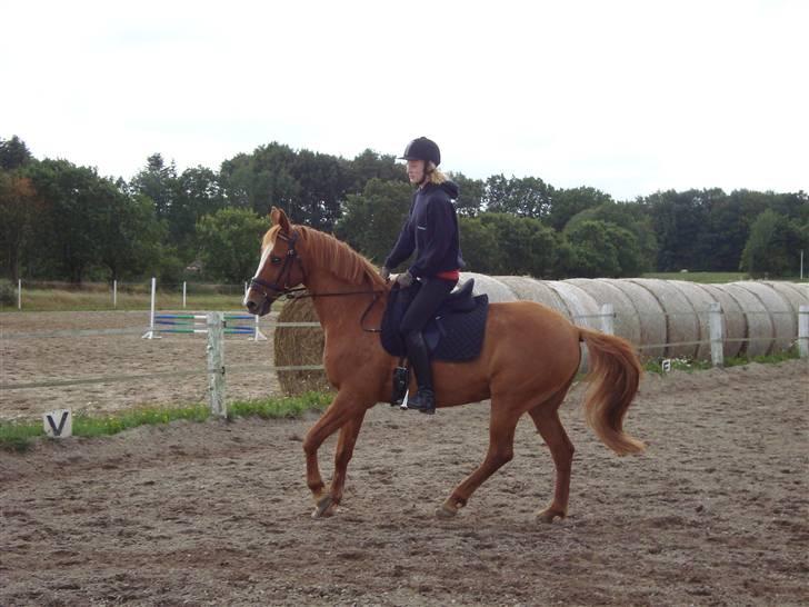 Anden særlig race Comet - († 27.1.11) - Og igen... billede 7
