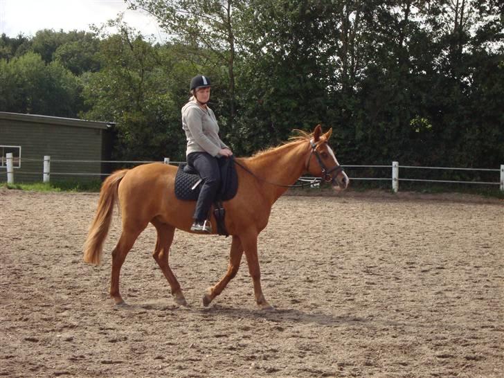 Anden særlig race Comet - († 27.1.11) - Med Mor på ryggen billede 8
