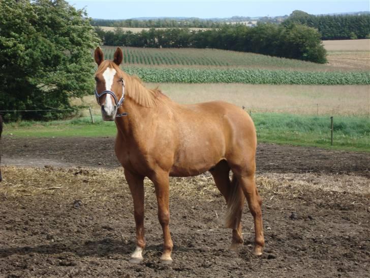 Anden særlig race Comet - († 27.1.11) - Fåes de meget skønnere? billede 10