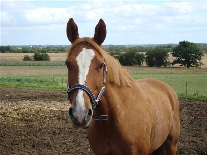 Anden særlig race Comet - († 27.1.11) - Så søøøød...er helt solgt! billede 11