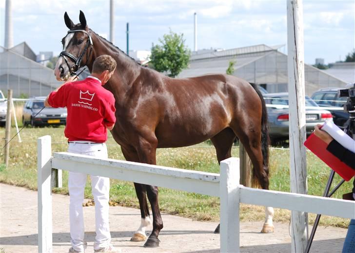 Tysk Oldenburger Gørklintgårds Brightness billede 6