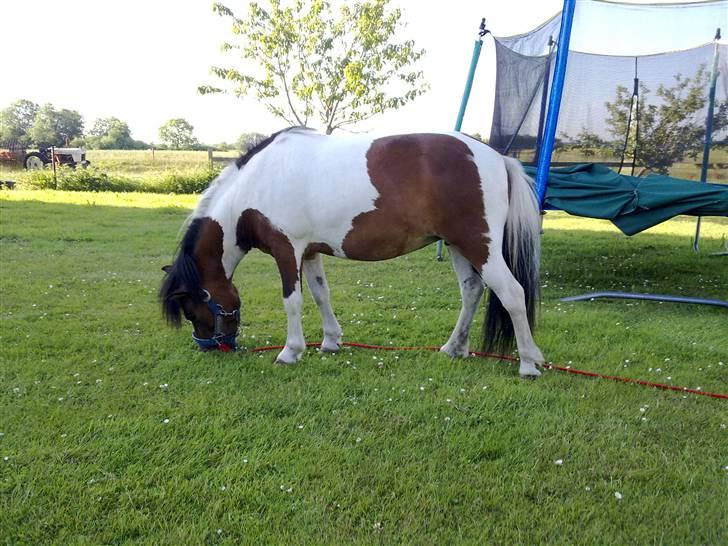 Anden særlig race Stella Nova (solgt) billede 6
