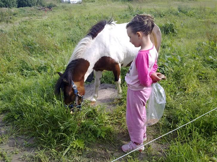 Anden særlig race Stella Nova (solgt) - Noget skal man jo få tiden til at gå med mens man har lusekur i håret...og hvad er bedre end at hygge med hesten billede 7