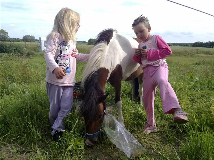 Anden særlig race Stella Nova (solgt) - Godt vi har en sød lille pony til de to fjante tanter billede 8