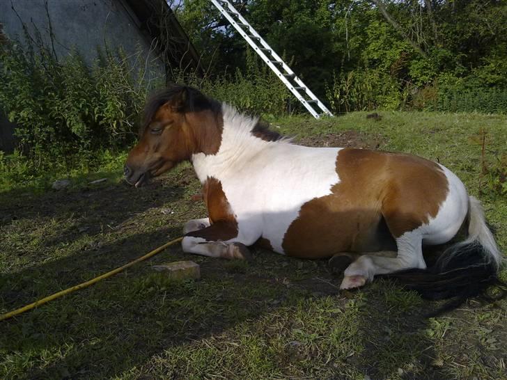 Anden særlig race Stella Nova (solgt) - Altså hvor er jeg træt idag billede 9