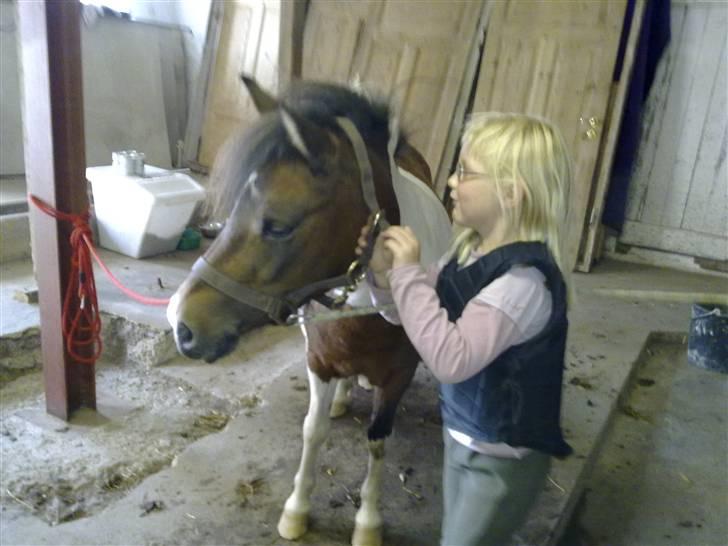 Anden særlig race Stella Nova (solgt) - Hjemvendt fra ridetur så skal der strigles og nusses billede 10