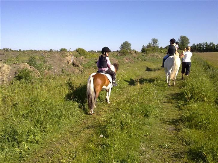 Anden særlig race Stella Nova (solgt) - Stella og Malou på deres første ridetur, vi fik hende hjem dagen inden dette billede... billede 11