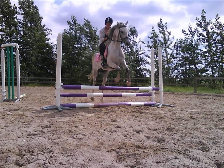 Arabisk fuldblod (OX) Emira Azizah ox ¤Solgt¤ billede 7