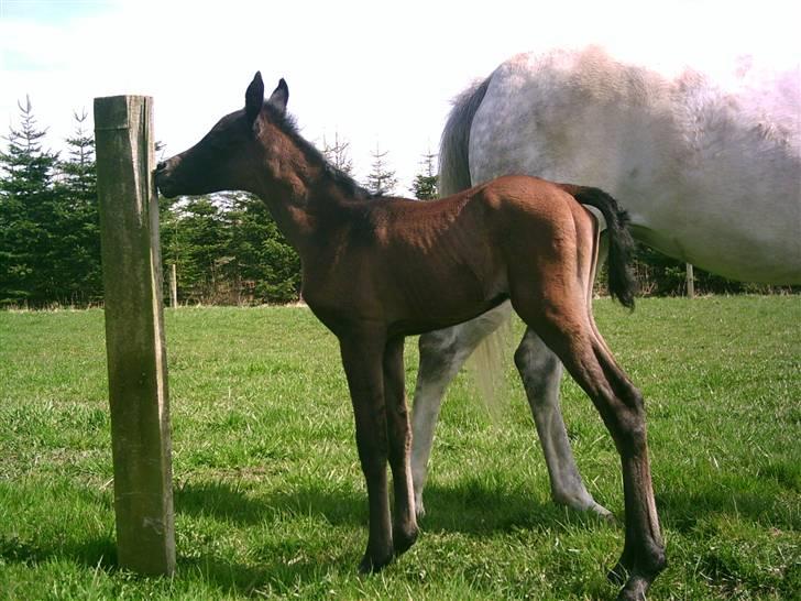 Arabisk fuldblod (OX) Emira Azizah ox ¤Solgt¤ - Emira som føl:) billede 8