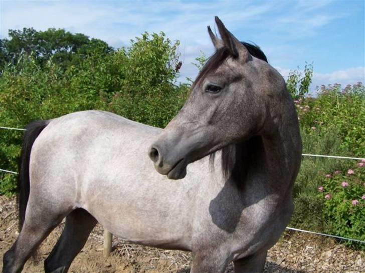 Arabisk fuldblod (OX) Emira Azizah ox ¤Solgt¤ - Emira som 2 års ca. Tror jeg. billede 9